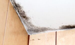 Mould on ceiling in bathroom